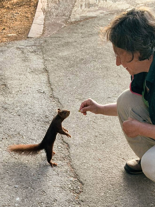 Eichhörnchen