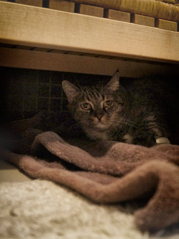 Tierheim Berlin Katze Olga