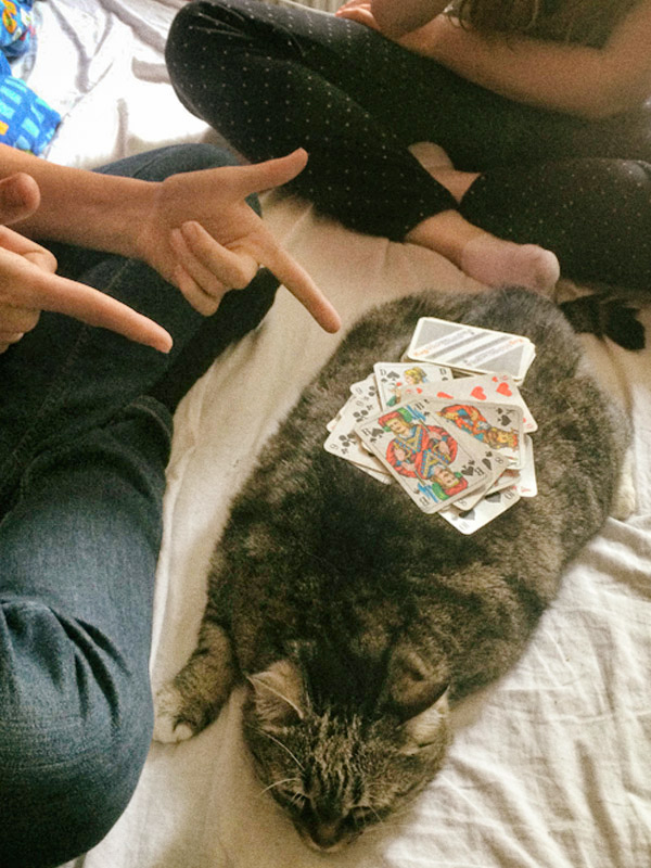 Katze