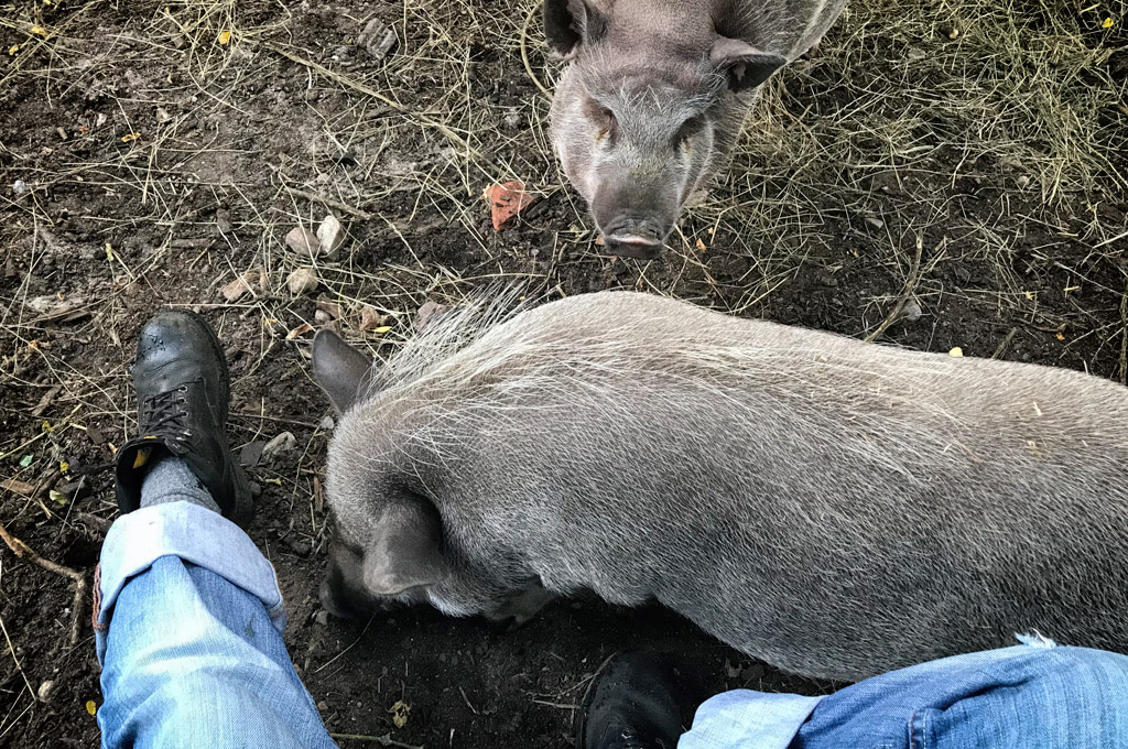 Schweine