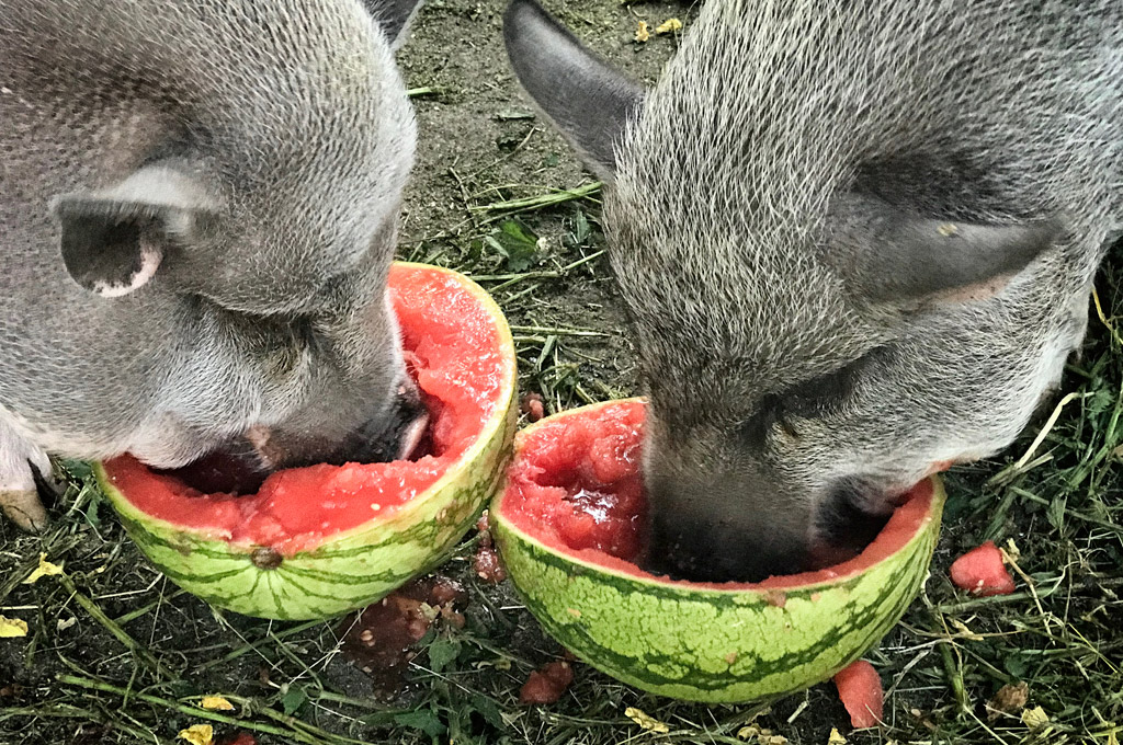 Schweine